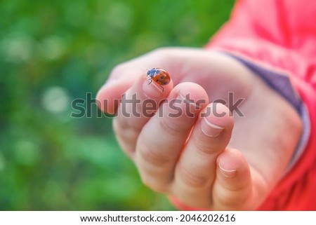 A child's hand in a red jacket holds a ladybug on its fingers. An insect with red wings and black dots. Soft selective selective focus.