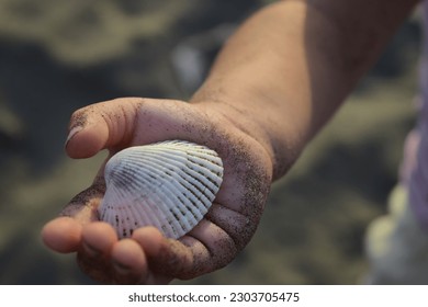 Childs hand, Shell in the hand - Powered by Shutterstock