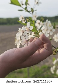 Child's hand, small hand, tiny hand, delicate, gentle touch, holding, grasping, cherry blossom, cherry blossoms, white flowers, pink tinge, petals, yellow stamens, branch, spring, springtime, nature, 