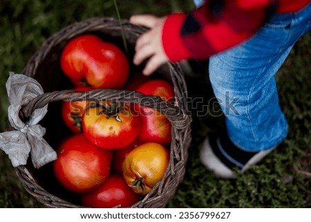 Similar – Image, Stock Photo Children and senior woman putting apples inside of wicker baskets