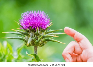 A child's hand trying to reach the spikes on a flower of a thistle. - Powered by Shutterstock