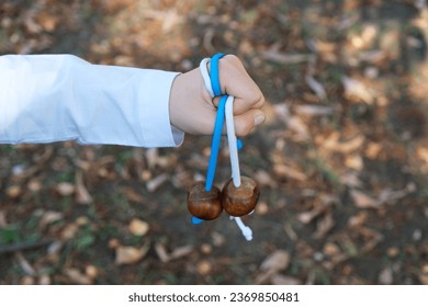 A child's hand in white shirt holds pair of chestnuts on strings. Concept of children's outdoor games after school. Conkers is a game played using seeds of horse chestnut trees.