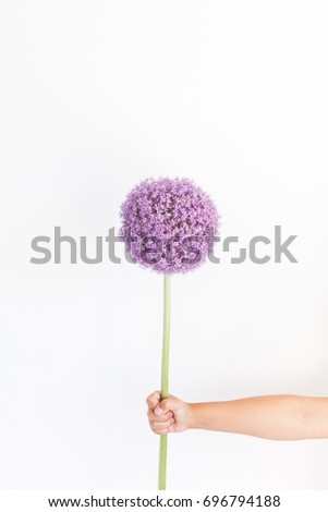 Similar – Image, Stock Photo Allium isolated on white background