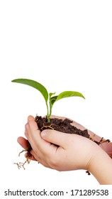 Child's Hands Holding Green Plant In Soil Isolated On White Background