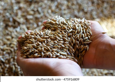 Child's hands holding heart shaped mixed seeds of barley and oats. Freshly harvested. - Powered by Shutterstock