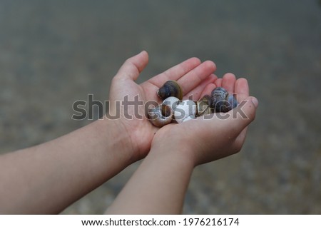 child's hands holding shells, sea concept