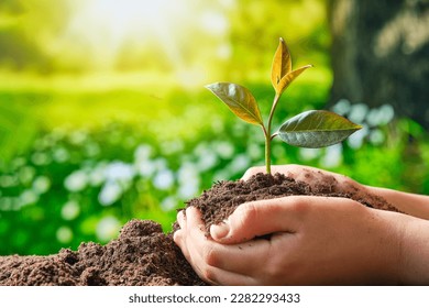 child's hands picking up handful soil and sprout green plant inside illuminated by the sunset sun defocused nature background