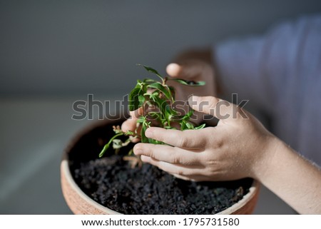 The child's hands are protecting the plant. 