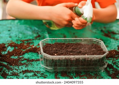 Child's hands watering seeds in transparent plastic germination tray, fine mist from spray bottle delicately moistens surface, promoting seeds' growth. Indoor Gardening, - Powered by Shutterstock