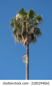 A Child's Kite Stuck In A Palm Tree