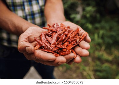 Chile Guajillo, mexican dried chili pepper, Assortment of chili peppers in farmer Hands in Mexico - Powered by Shutterstock