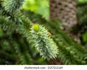 Chilean Araucaria, also called Andenfir, Chilean Spruce, Snake Tree, Rock Spruce, Monkey Tail, Chilean Ornamental Spruce, or Puzzle Monkey Tree.