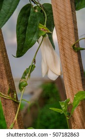 Chilean Bellflower Or Copihue, Lapageria