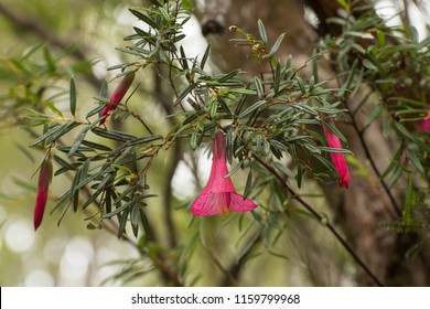 Chilean Bellflower - The National Flower Of Chile