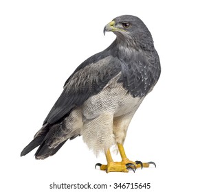 Chilean blue eagle - Geranoaetus melanoleucus (17 years old) in front of a white background