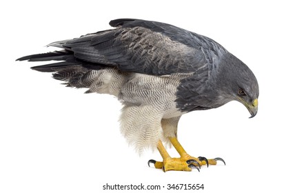 Chilean blue eagle - Geranoaetus melanoleucus (17 years old) in front of a white background