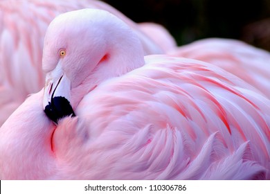 Chilean Flamingo