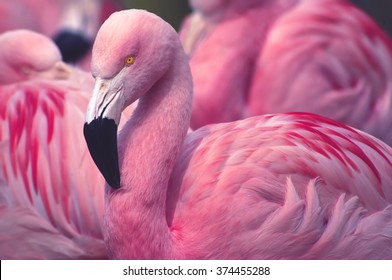 Chilean Flamingo