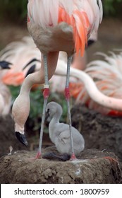 Chilean Flamingo And Chick