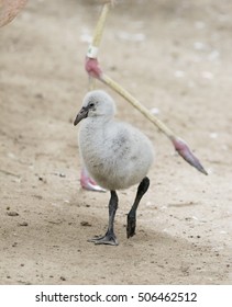 Chilean Flamingo Chick