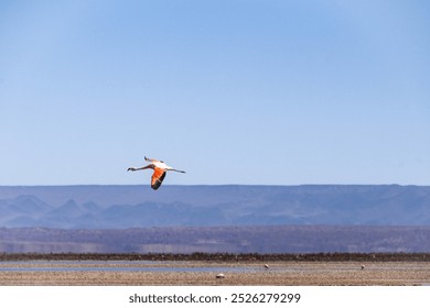 Chilean Flamingo flying over Salar de Atacama. Mountains and blue cloudless sky in background - Powered by Shutterstock