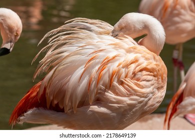 A Chilean Flamingo, Phoenicopterus Chilensis.