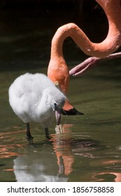 A Chilean Flamingo, Phoenicopterus Chilensis, With Chick