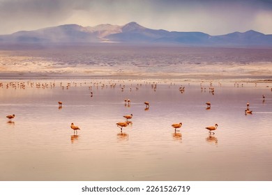 Chilean flamingos and Laguna Colorada, Red Lagoon, in Altiplano of Bolivia - Powered by Shutterstock