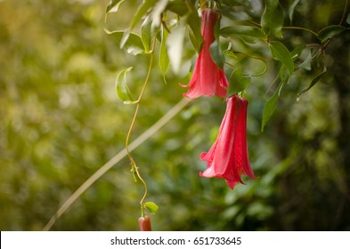 Chilean Flower