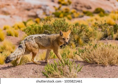 Chilean Fox In Atacama Desert
