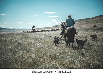 Chilean Gaucho Herding Sheep At Patagonia