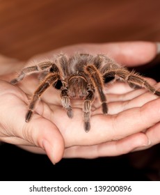 Chilean Rose Hair Tarantula