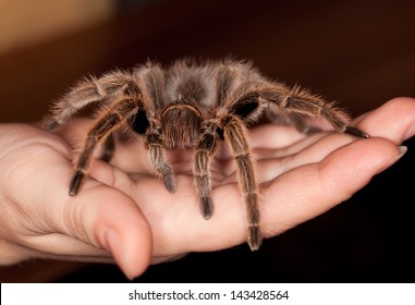 Chilean Rose Hair Tarantula