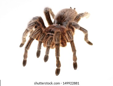 Chilean Rose Spider Isolated On White Stock Photo 149922881 | Shutterstock