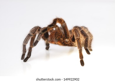 Chilli Rose Tarantula Spider Isolated On Stock Photo 1662410095 ...