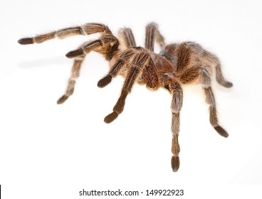 263 Chilean rose hair tarantula Images, Stock Photos & Vectors ...