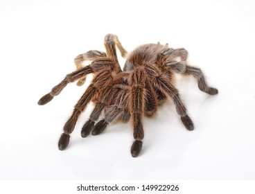 Chilean Rose Spider Isolated On White Stock Photo 149922926 | Shutterstock