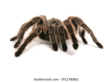 Tarantula Images, Stock Photos & Vectors | Shutterstock