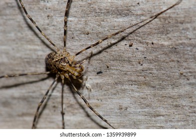 10 Chile An Tiger Spider Images, Stock Photos & Vectors | Shutterstock