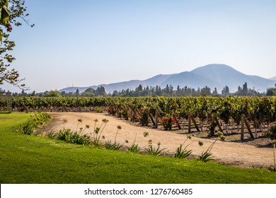 Chilean Vineyard - Santiago, Chile