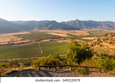 Chilean Vineyard - Santiago, Chile