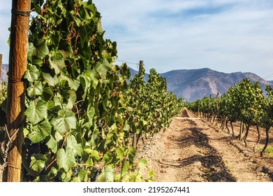 Chilean vineyards in Maipo Valley, close to the capital Santiago de Chile, sunny day and mountains - Shutterstock ID 2195267441