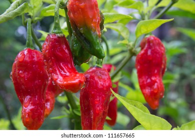 Chili (bhut Jolokia)