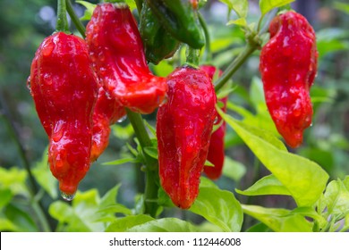 Chili Bhut Jolokia