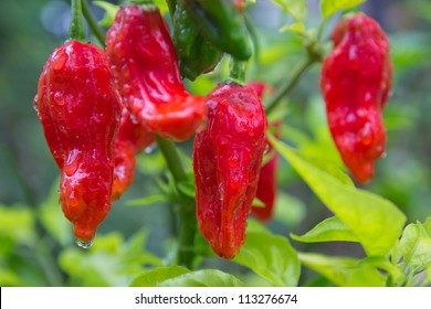 Chili Bhut Jolokia