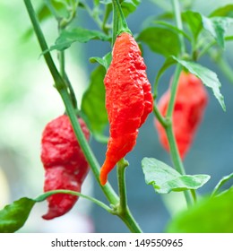 Chili Bhut Jolokia