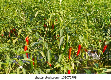 3,009 Pepper patch Images, Stock Photos & Vectors | Shutterstock