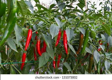 Chili farm