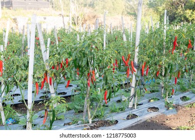 Chili farm, Agriculture, farm, growing vegetables. 