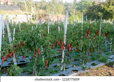 Chili farm, Agriculture, farm, growing vegetables. 